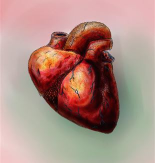 The Human Heart. Flickr